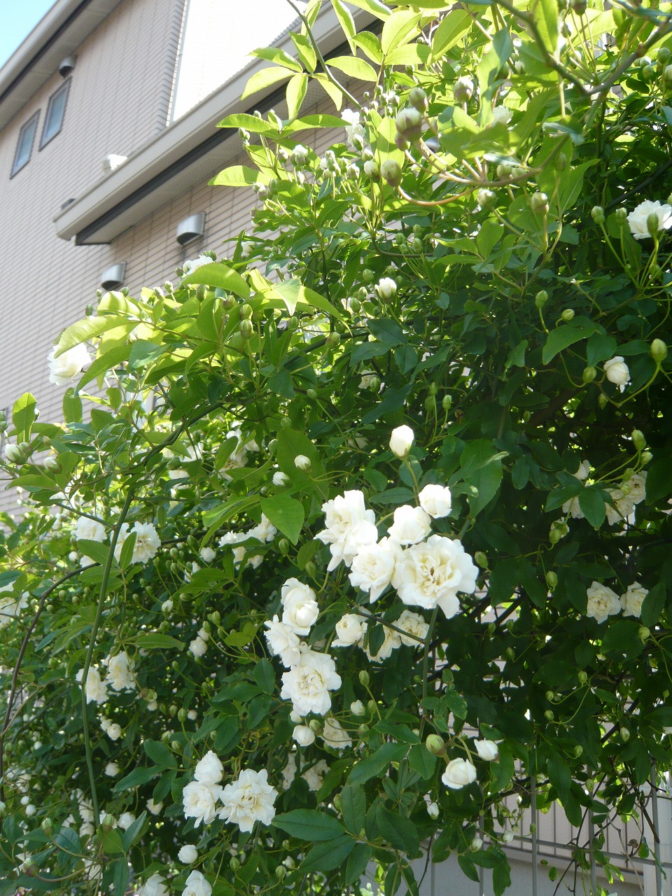 おすすめの常緑つる性植物 Kobe Rokko Club